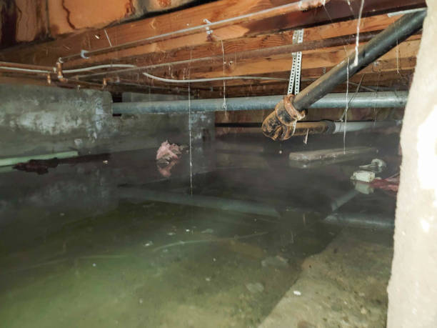 Best Professional water damage repair  in Hutchins, TX