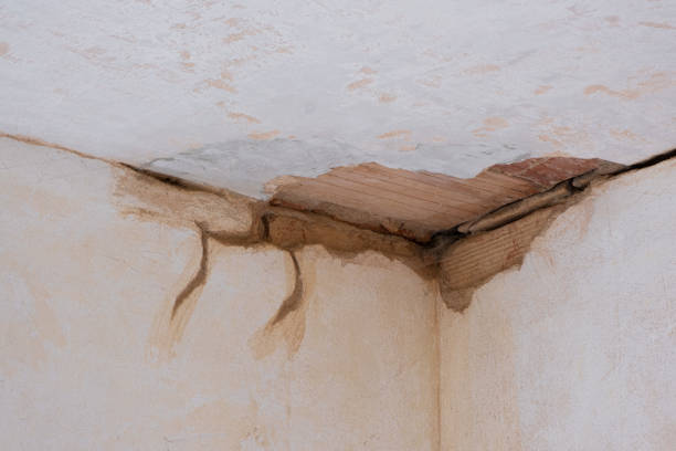 Best Mold removal after water damage  in Hutchins, TX